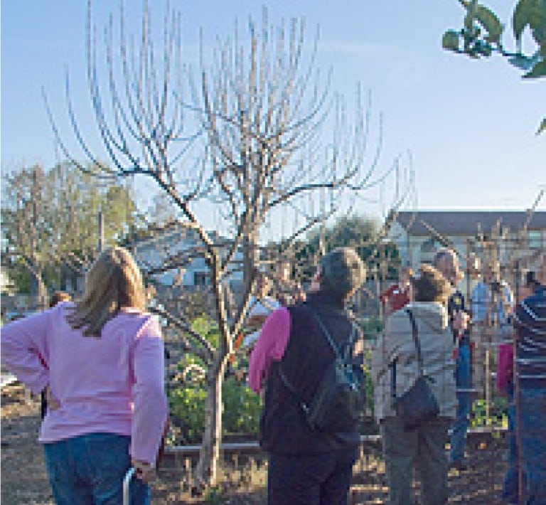 Find a green gardener