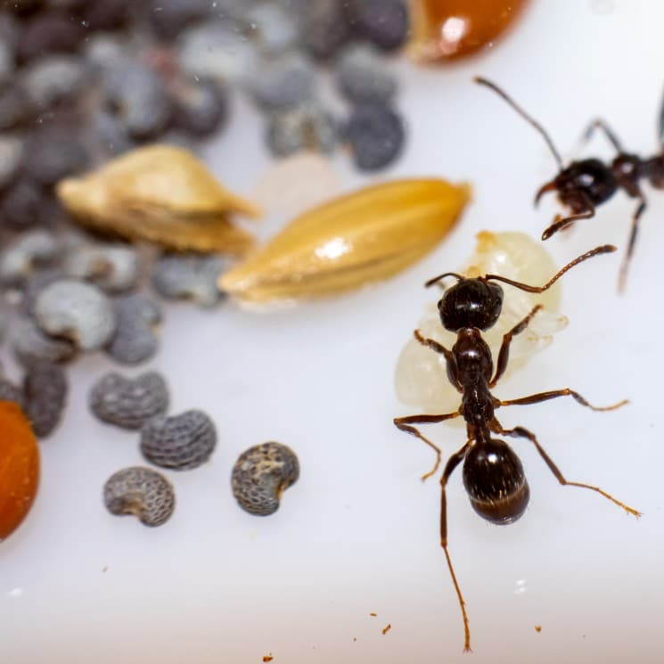 Young brown ant messor structor with a larva