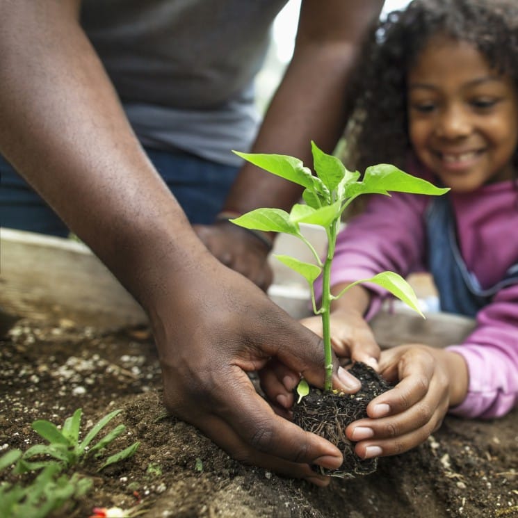 African-American father and daughter holding small seedling at community garden greenery