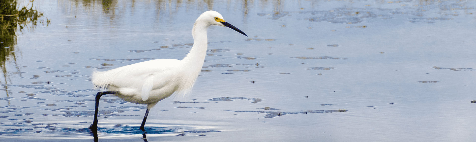 About Watershed Watch White Egret