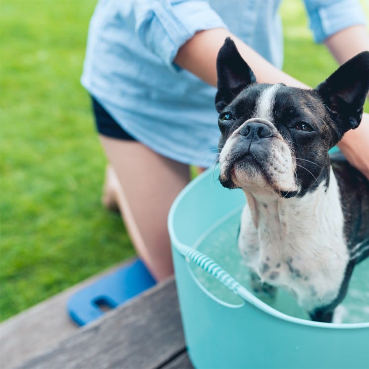 Dog in Eco friendly flea bath