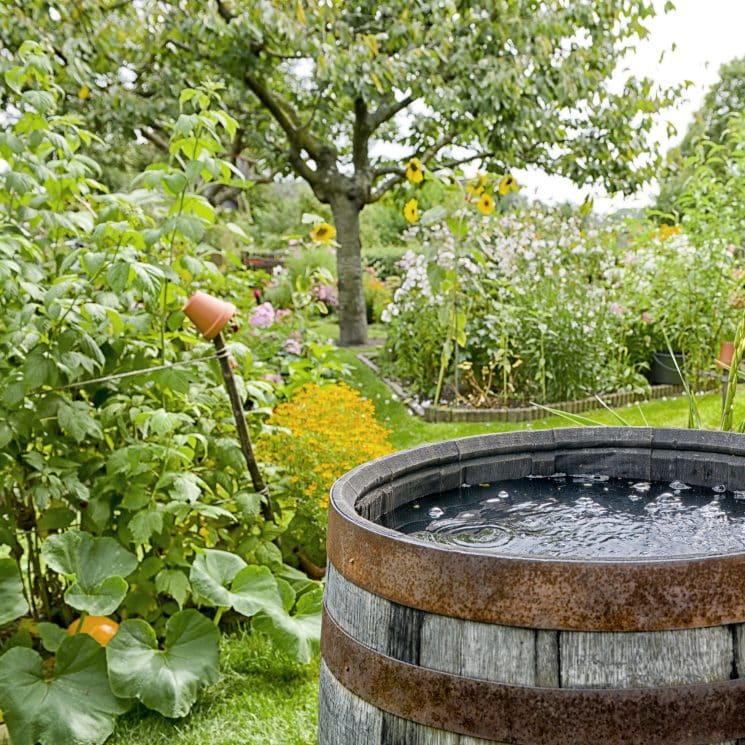 Rain barrel in garden