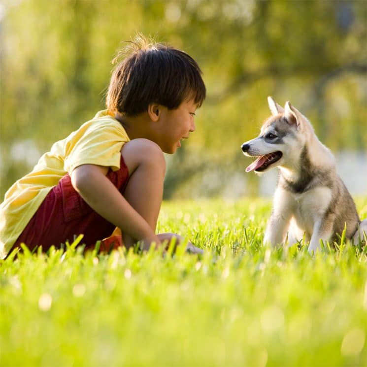 Boy and a dog in the grass